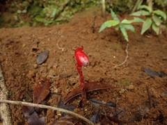 Monotropa coccinea
