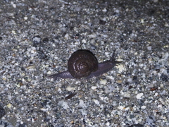 Helminthoglypta nickliniana