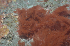 Rhodophyta