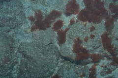 Rhodophyta