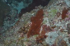 Rhodophyta