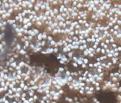 Alveopora