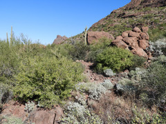 Coursetia glandulosa