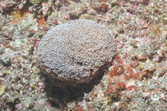 Alveopora