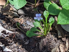 Viola sieberiana
