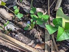 Viola sieberiana