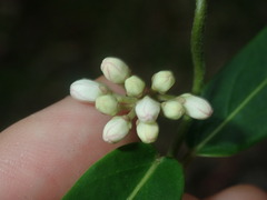 Leichhardtia suaveolens