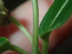 Leichhardtia suaveolens
