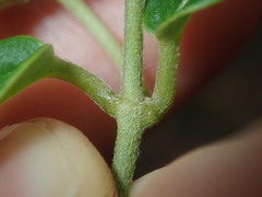 Leichhardtia suaveolens