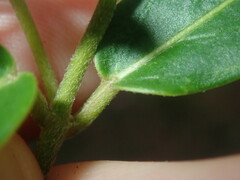 Leichhardtia suaveolens