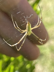 Argiope protensa