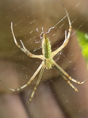 Argiope protensa
