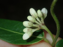 Leichhardtia suaveolens