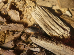 Tanystoma maculicolle