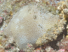 Porites