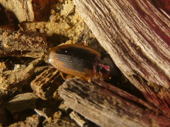 Tanystoma maculicolle