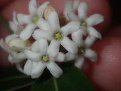 Leichhardtia suaveolens