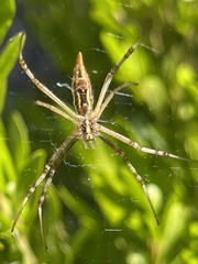 Argiope protensa