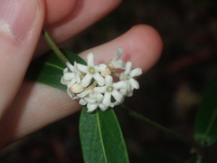 Leichhardtia suaveolens
