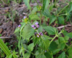 Praxelis clematidea