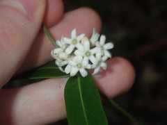 Leichhardtia suaveolens