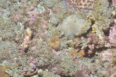 Porites