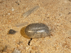 Ixodes pacificus