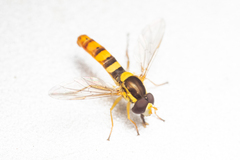 Sphaerophoria philanthus