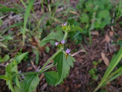 Praxelis clematidea