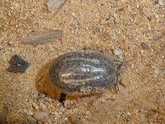 Ixodes pacificus