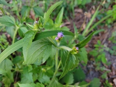 Praxelis clematidea