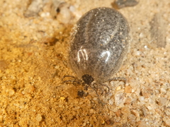 Ixodes pacificus