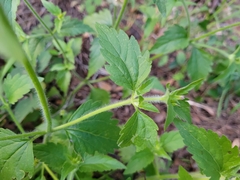 Praxelis clematidea