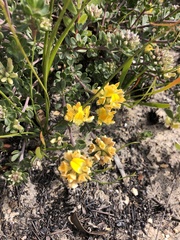 Aspalathus marginata