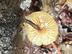 Heimiomyces