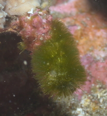 Chlorophyta