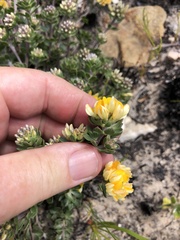 Aspalathus marginata