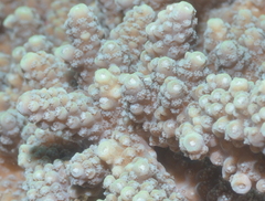 Acropora