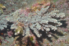 Acropora