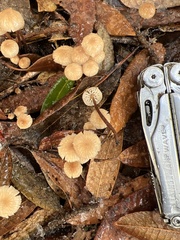 Mycetinis copelandii