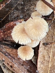 Mycetinis copelandii