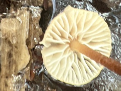 Mycetinis copelandii