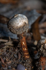Tulostoma