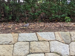 Streptopelia orientalis orientalis