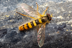 Sphaerophoria philanthus