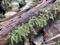 Pyrrhobryum spiniforme