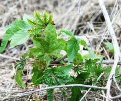 Ricinus communis