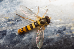 Sphaerophoria philanthus