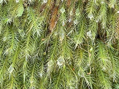 Pyrrhobryum spiniforme