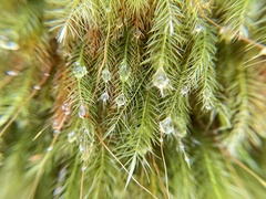 Pyrrhobryum spiniforme